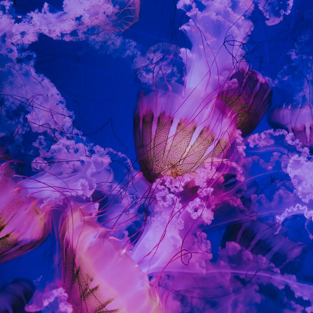 francesco-liotti-uTiiBvtHcFY-unsplash